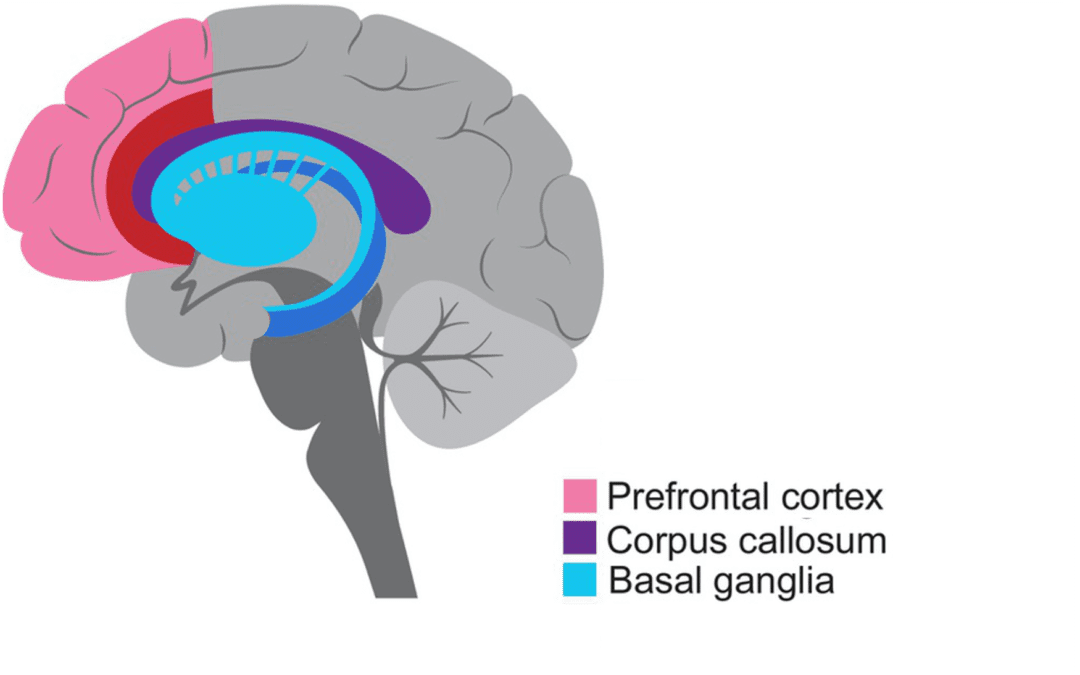 Understanding ADHD from a Neuropsychological Perspective