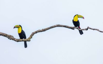 Navigating relationships – what goes on in couples therapy